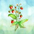 Watercolor greeting card, invitation with a plant strawberry. Blossoming bush with a red berry and flower.