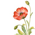 Watercolor greeting card with poppies. Hand painted floral background. Botanic Card. Template. Frame. Drawing nature