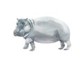 Watercolor grey hippopotamus isolated on white background. Hand drawn realistic illustration Royalty Free Stock Photo