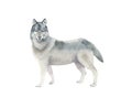 Watercolor grey Wolf isolated on white background. Hand drawn realistic illustration Royalty Free Stock Photo