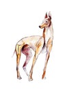 Watercolor greyhound isolated on white background, illustration.