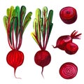 Watercolor group different beetroots hand drawn illustration isolated on white