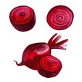 Watercolor group diffrent beetroots hand drawn illustration isolated on white