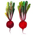 Watercolor group of two whole and cuted half beetroot with leaf hand drawn illustration isolated on white