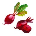 Watercolor group of whole and cuted half beetroot hand drawn illustration isolated on white