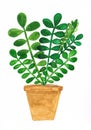 Watercolor growing zamioculcas in a gold pot Royalty Free Stock Photo