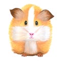 Watercolor guinea pig. Animal. Rodent.