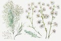 Watercolor Gypsophila Baby\'s Breath Flower Floral Clipart. Isolated on White Background. Royalty Free Stock Photo