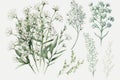 Watercolor Gypsophila Baby\'s Breath Flower Floral Clipart. Isolated on White Background. Royalty Free Stock Photo