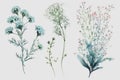 About Watercolor Gypsophila Babys Breath Flower Floral Clipart, Isolated on White Background. Royalty Free Stock Photo