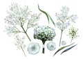 Watercolor gypsophila set Royalty Free Stock Photo