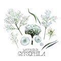 Watercolor gypsophila set