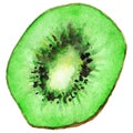 Watercolor half of exotic kiwifruit isolated vector