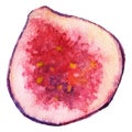 Watercolor half fig exotic fruit isolated vector Royalty Free Stock Photo