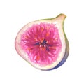 Watercolor half of fig on white background Royalty Free Stock Photo