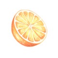 Watercolor half of oranges fruit, juicy slice of citrus, isolated. Hand drawn illustration template of healthy eating to