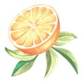 Watercolor half slice of oranges with leaves. Summer ripe, juicy, citrus fruit isolated. Hand drawn illustration healthy