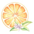 Watercolor half slices of oranges with flowers and leaves. Summer citrus fruit isolated. Hand drawn illustration healthy