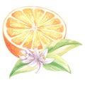 Watercolor half slices of oranges with flowers and leaves. Summer citrus fruit isolated. Hand drawn illustration healthy