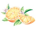 Watercolor half slices of oranges with flowers and leaves. Summer citrus fruit isolated. Hand drawn illustration healthy