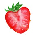 Watercolor half of strawberry berry isolated vector