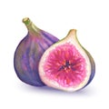 Watercolor half and whole figs on white background Royalty Free Stock Photo