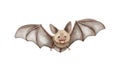 Watercolor halloween cute character bat animal smiling Royalty Free Stock Photo