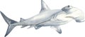 Watercolor hammerhead shark
