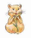 Watercolor hamster eating corn, sketch, art isolated