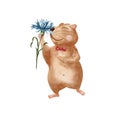 Watercolor hamster. Funny fat hamster isolated on white background. A hamster sniffs cornflowers. Illustration for