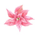 Watercolor hand draw pink poinsettia flowers and leaves Isolated plant for Christmas, New Year decor Royalty Free Stock Photo
