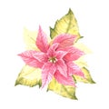 Watercolor hand draw pink poinsettia flowers and leaves Isolated plant for Christmas, New Year decor Royalty Free Stock Photo