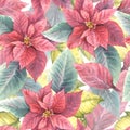 Watercolor hand draw red poinsettia flowers and leaves seamless pattern. Christmas or New Year decor Royalty Free Stock Photo
