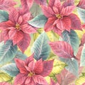 Watercolor hand draw red poinsettia flowers and leaves seamless pattern. Christmas or New Year decor Royalty Free Stock Photo