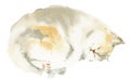 Watercolor hand draw sleeping cat, sketch of cute kitten Royalty Free Stock Photo