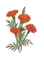 Watercolor botanical illustration of marigold flowers.