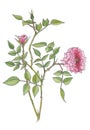 Watercolor botanical illustration of pink rose branch .