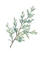 Watercolor botanical illustration of thuja branch.