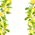 Watercolor hand drawing. Cute citrus composition of lemons with leaves. Separate on a white background