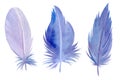 Watercolor hand drawing set of bird violet pen feathers on white isolated background, Royalty Free Stock Photo