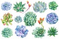 Watercolor hand drawing set of succulents, green bouquet, echeveria watercolor illustration, botanical painting plant
