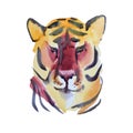 Watercolor hand drawn abstract portret head tiger wild cat isolated on white background. Chinese symbol new year. Orange Royalty Free Stock Photo