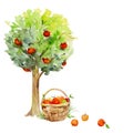 Watercolor hand drawn apple tree in fruit with a basket full of apples, isolated on white background. Design for cards Royalty Free Stock Photo