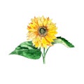Watercolor hand drawn artistic colorful yellow sunflower  with seeds isolated on white background Royalty Free Stock Photo