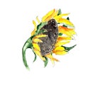 Watercolor hand drawn artistic colorful yellow sunflower  with seeds isolated on white background Royalty Free Stock Photo