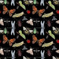 Watercolor hand drawn artistic colorful Insects  collection  seamless pattern Royalty Free Stock Photo