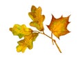 Watercolour bright leaves of oak and maple Royalty Free Stock Photo