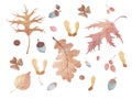 Watercolor hand drawn autumn set with illustration of red, brown and yellow oak and maple leaves, acorns, hawthorn Royalty Free Stock Photo