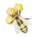 Watercolor hand drawn bee and honey isolated on white background