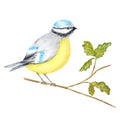 Watercolor Bird BlueTit sitting on the Branch, isolated on white background. Tomtit bird watercolor illustration. Autumn